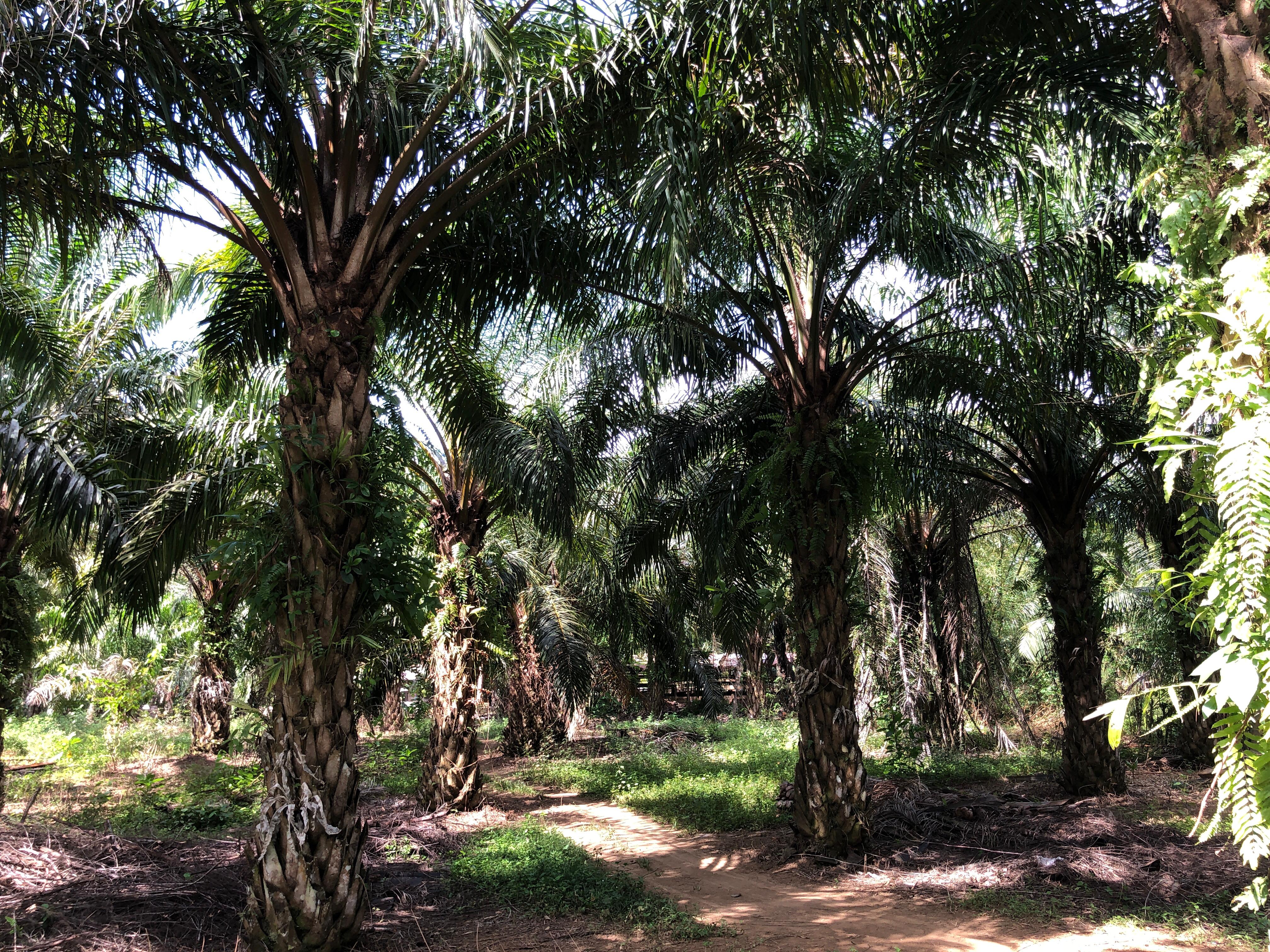 Gambar Lahan