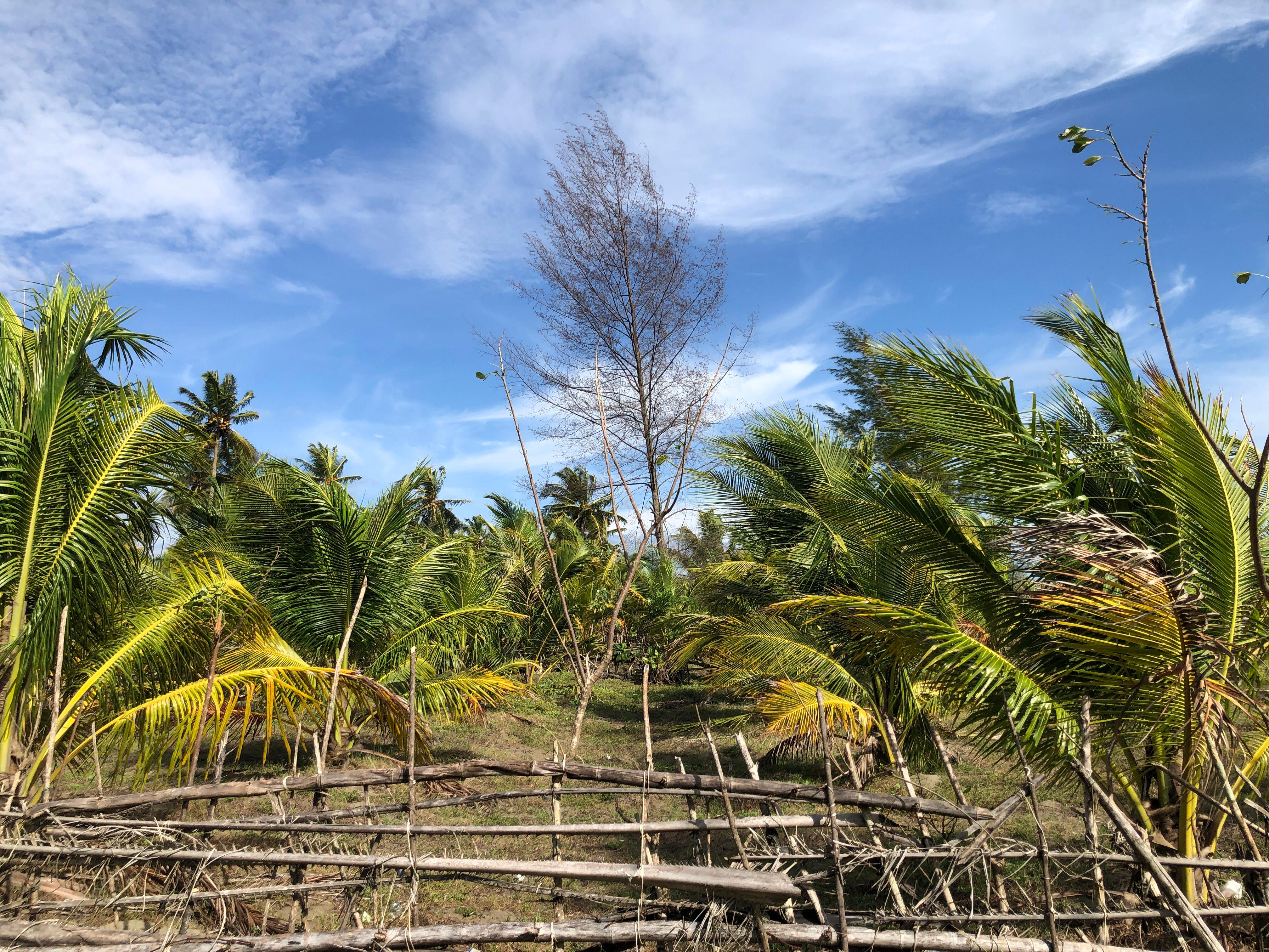Gambar Lahan