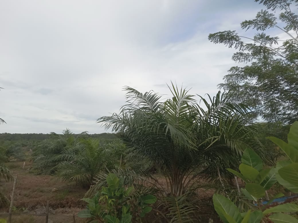 Gambar Lahan