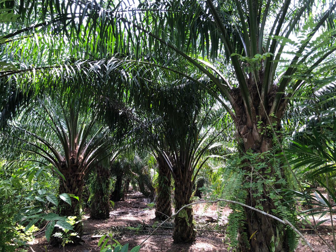 Gambar Lahan