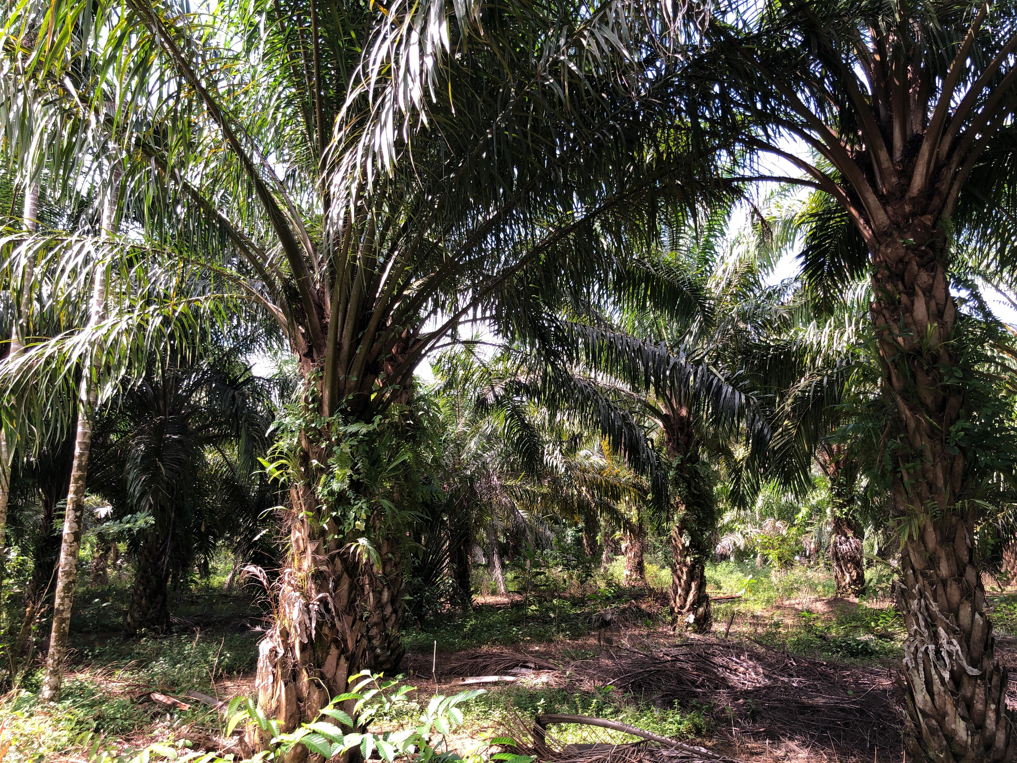 Gambar Lahan