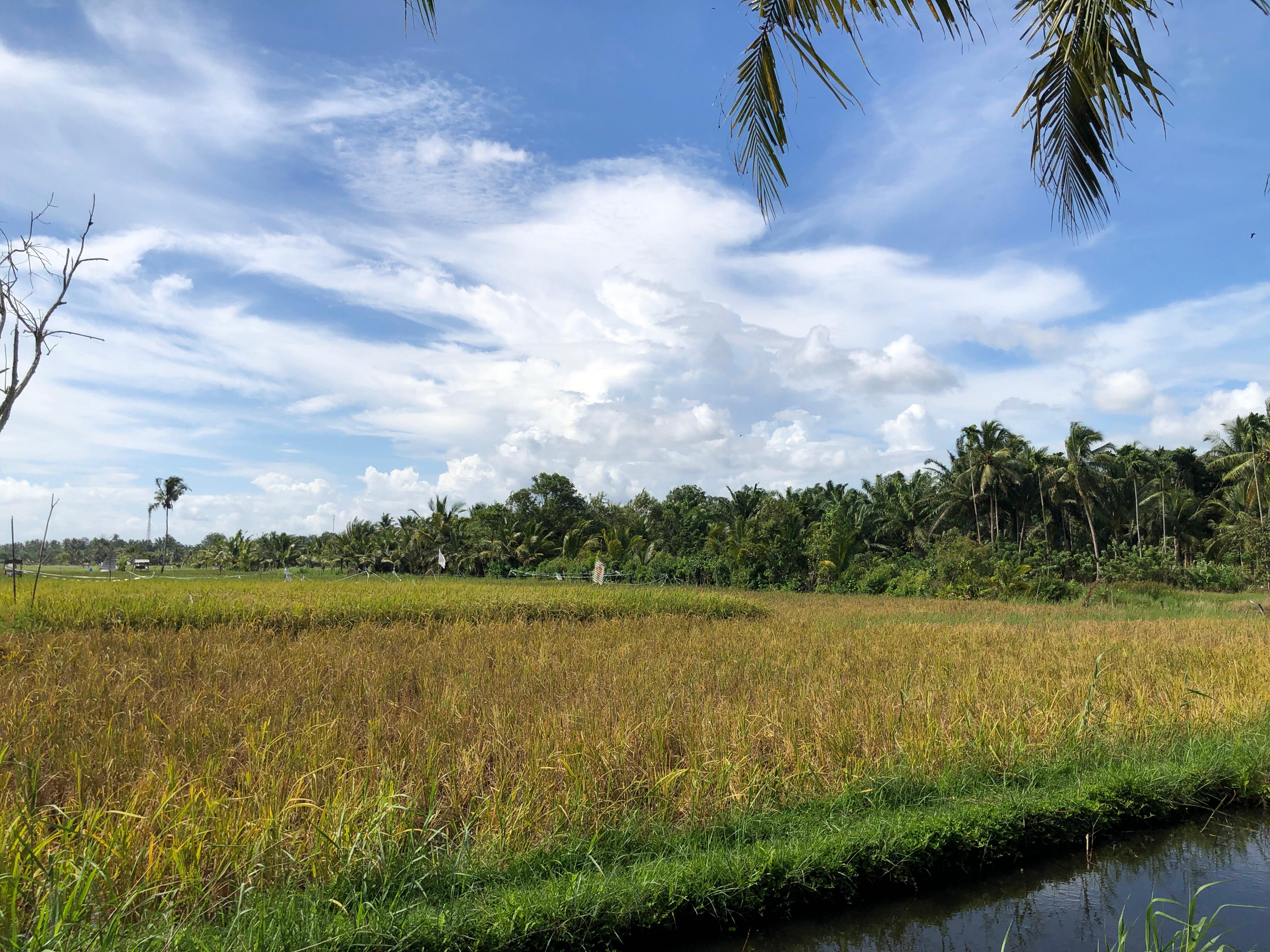 Gambar Lahan