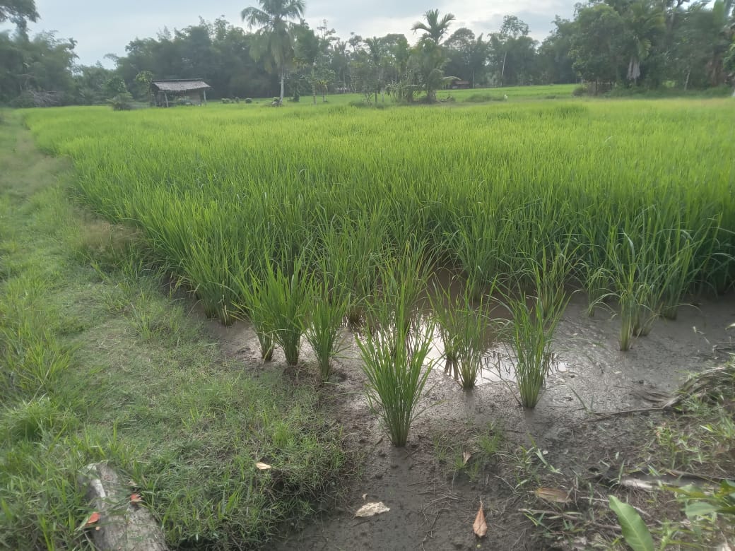 Gambar Lahan